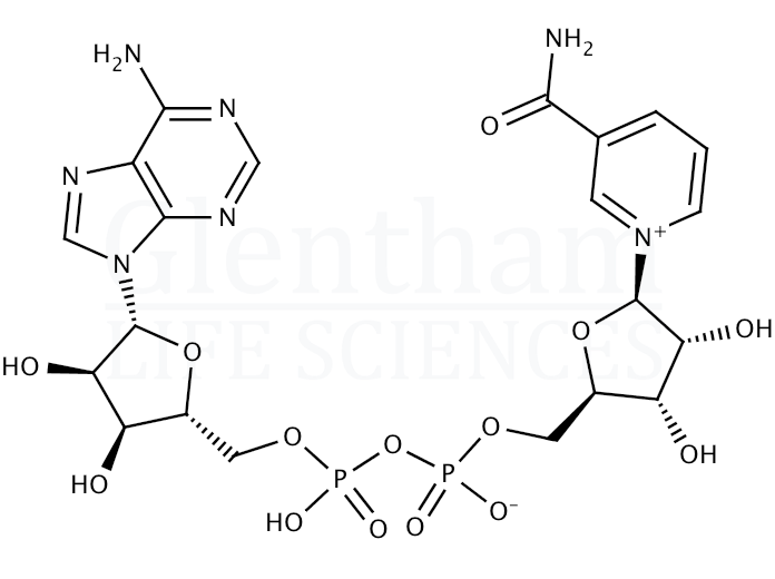 Structure for beta-Nicotinamide adenine dinucleotide