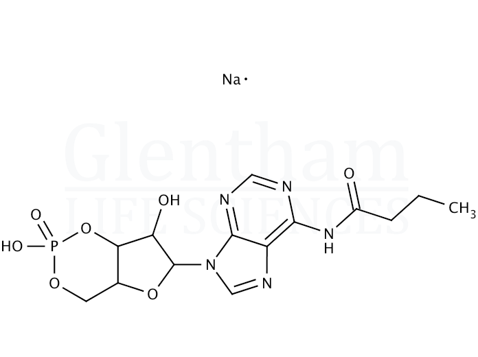 Structure for N6-Monobutyryladenosine 3′:5′-cyclic monophosphate sodium salt