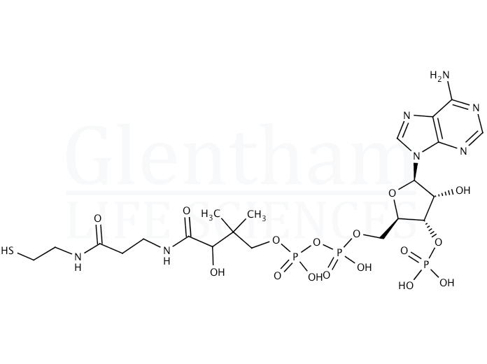 Coenzyme A hydrate Structure